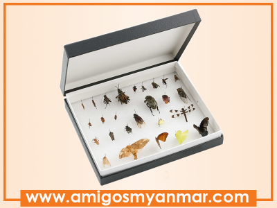 standard-insect-box
